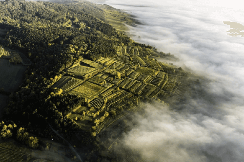 В Трайзентале сорт Грюнер Вельтлинер занимает 63% площади посадок.